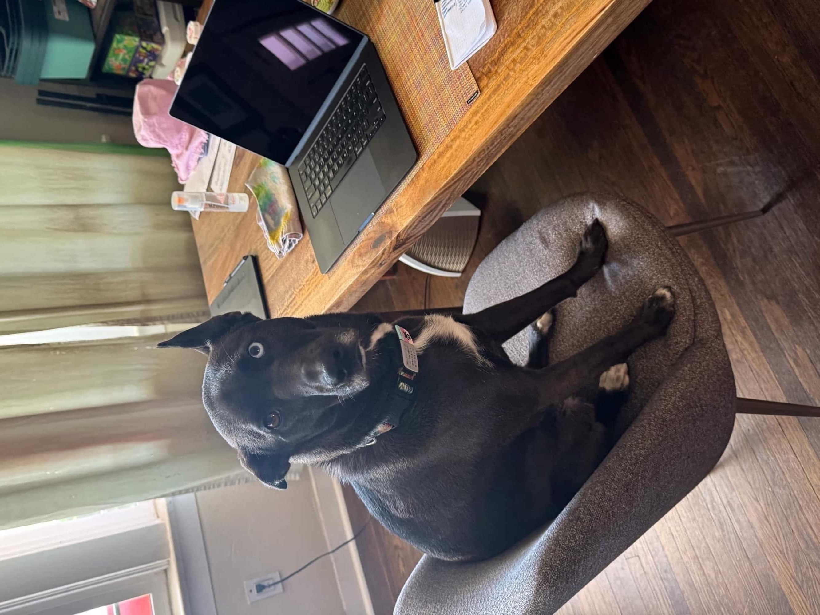 A picture of a black dog named Bowie sitting, taken on April 20 2025 at 10:05 am